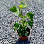 Josta - kríženec ríbezle a egreša (Ribes nidigrolaria) - stredne skorá 100-120 cm, kont. C2L - KRÍKOVÁ